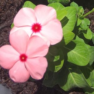 Meet your Posher, Alena